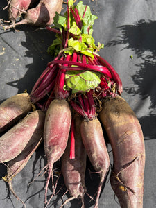 Cylindrical Beetroot
