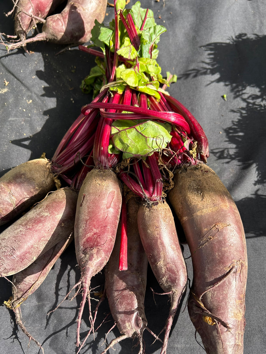Cylindrical Beetroot