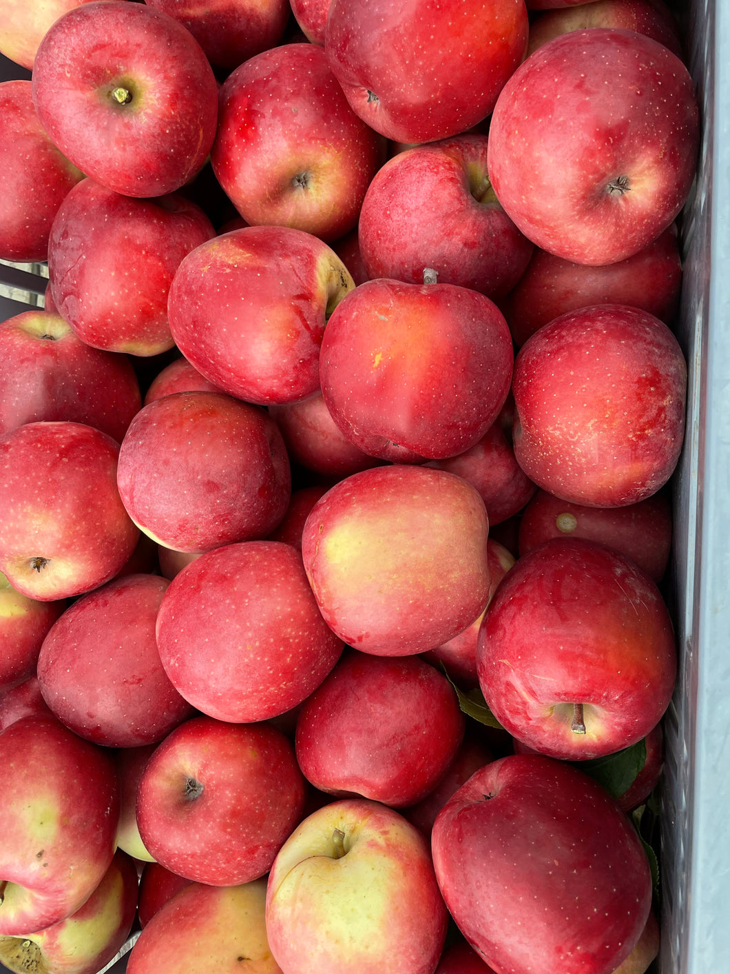 Pacific Rose Apples
