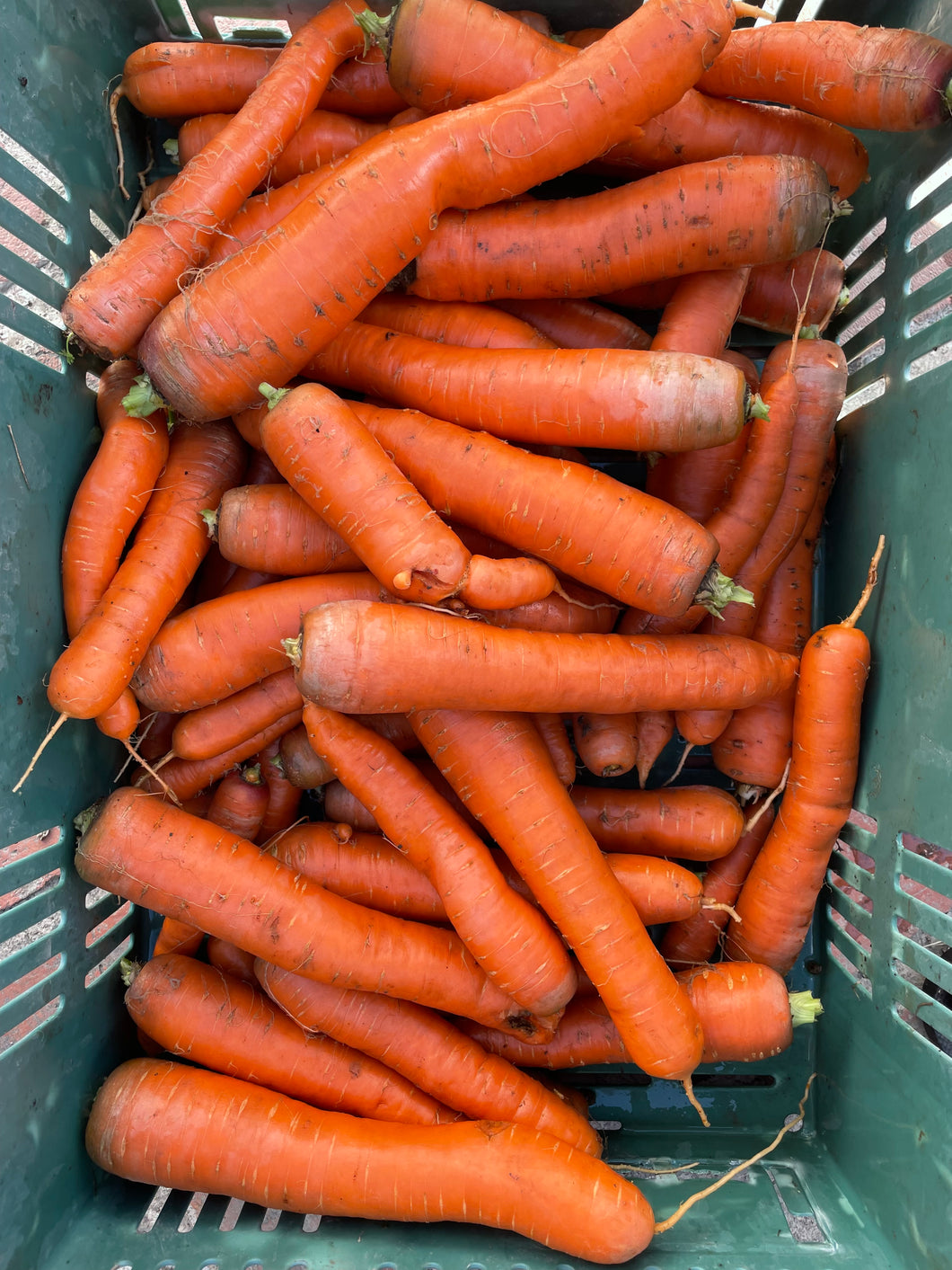 Juicing Carrots