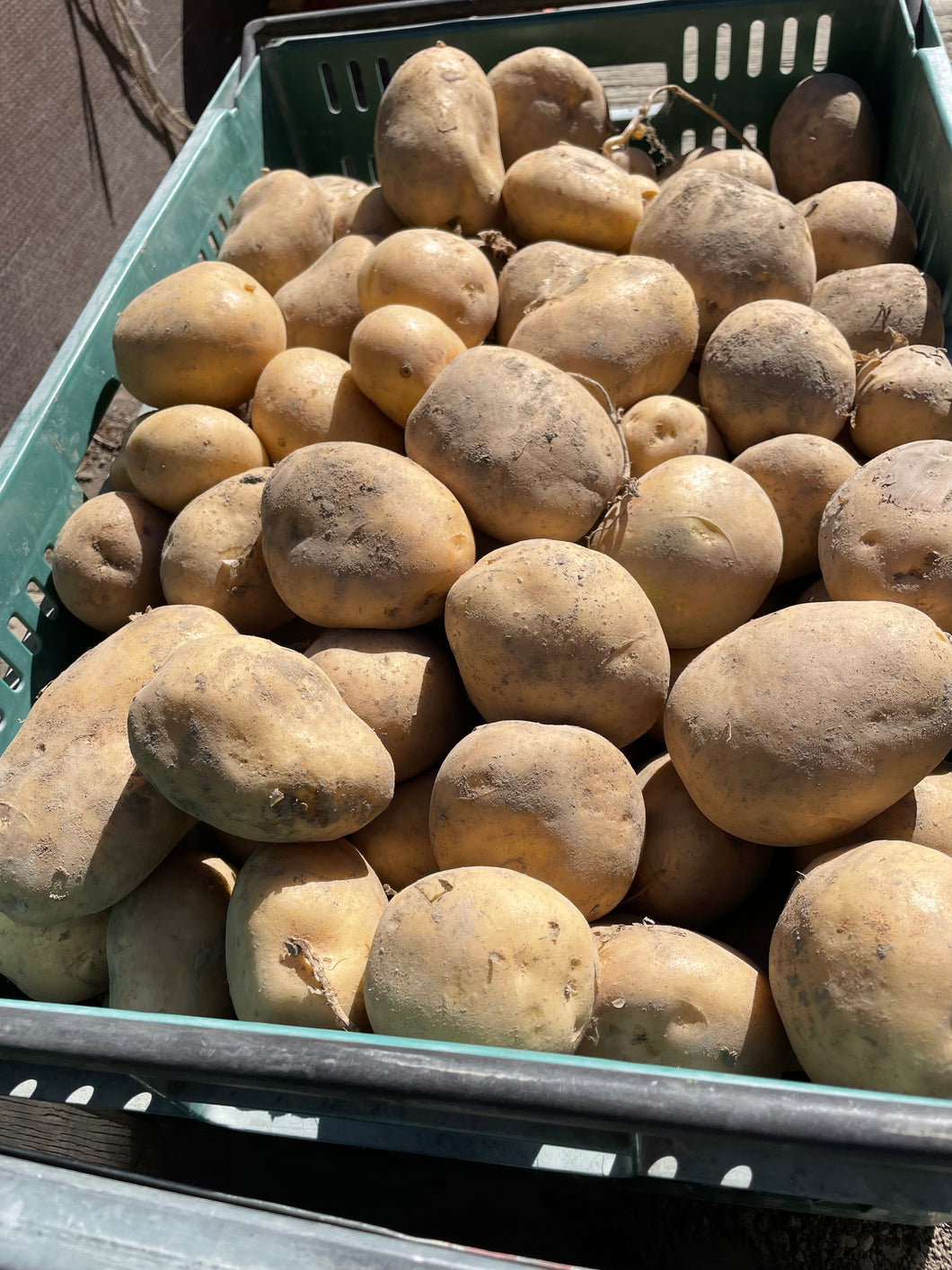 Potatoes-Agria
