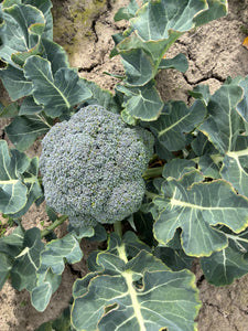 Broccoli