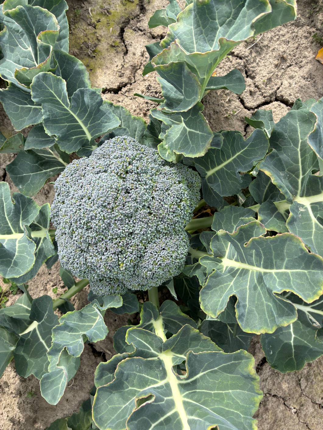 Broccoli