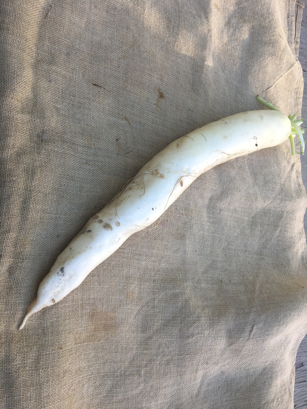 Daikon Radish