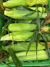 Load image into Gallery viewer, Sweet Corn
